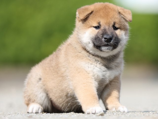 FP5A2971-puupy-shibainu FP5A2971-puupy-shibainu