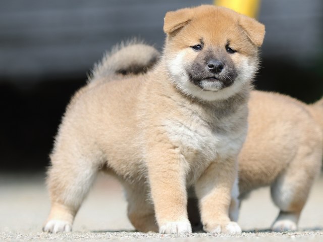 FP5A2974-puupy-shibainu FP5A2974-puupy-shibainu