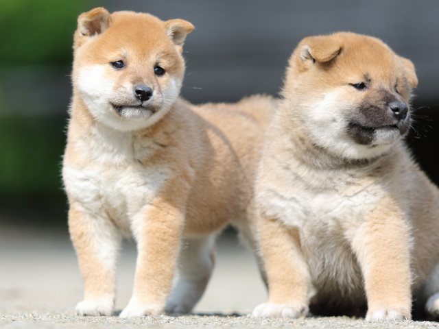 FP5A2980-puupy-shibainu FP5A2980-puupy-shibainu