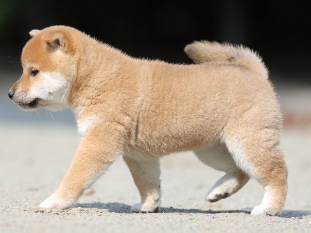 FP5A2988-puupy-shibainu FP5A2988-puupy-shibainu