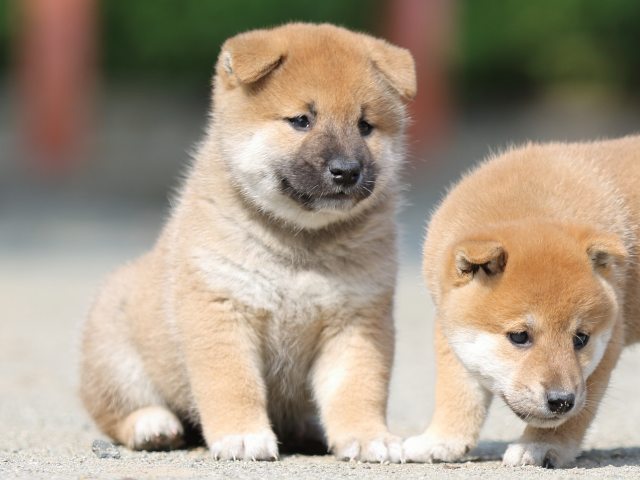 FP5A2998-puupy-shibainu FP5A2998-puupy-shibainu