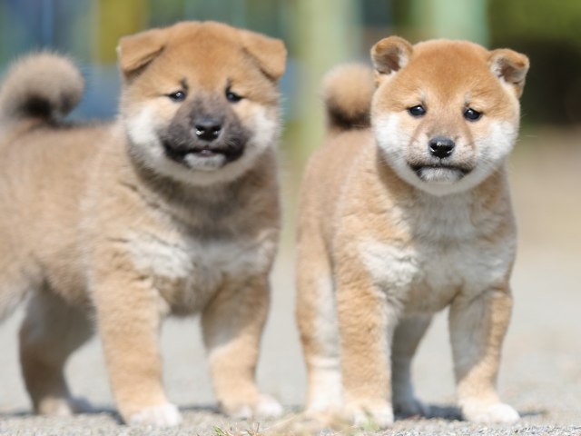 FP5A3028-puupy-shibainu FP5A3028-puupy-shibainu