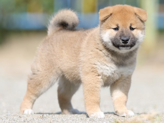 FP5A3038-puupy-shibainu FP5A3038-puupy-shibainu