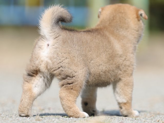 FP5A3041-puupy-shibainu FP5A3041-puupy-shibainu