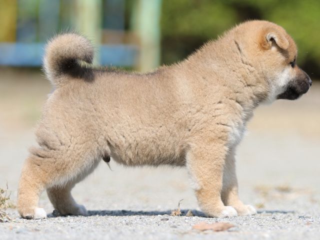 FP5A3058-puupy-shibainu FP5A3058-puupy-shibainu