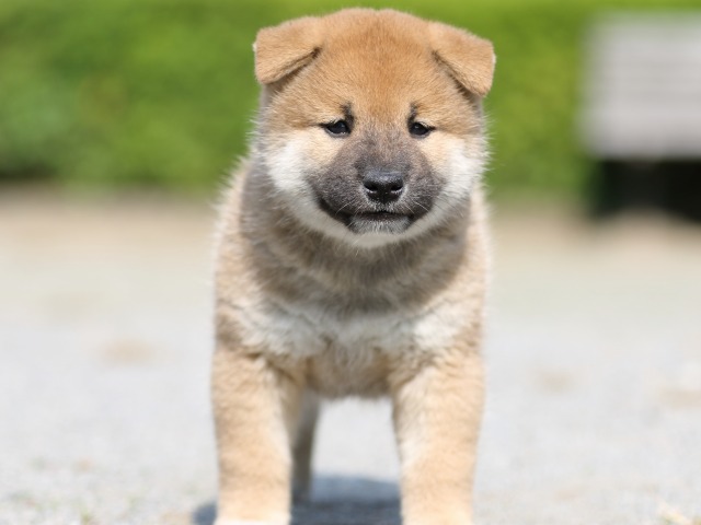 FP5A3096-puupy-shibainu FP5A3096-puupy-shibainu