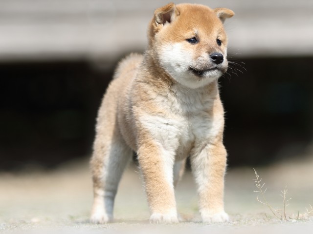FP5A3117-puupy-shibainu FP5A3117-puupy-shibainu