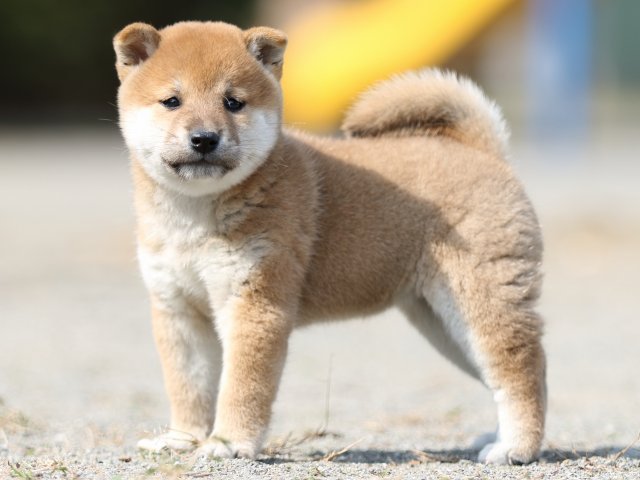 FP5A3140-puupy-shibainu FP5A3140-puupy-shibainu