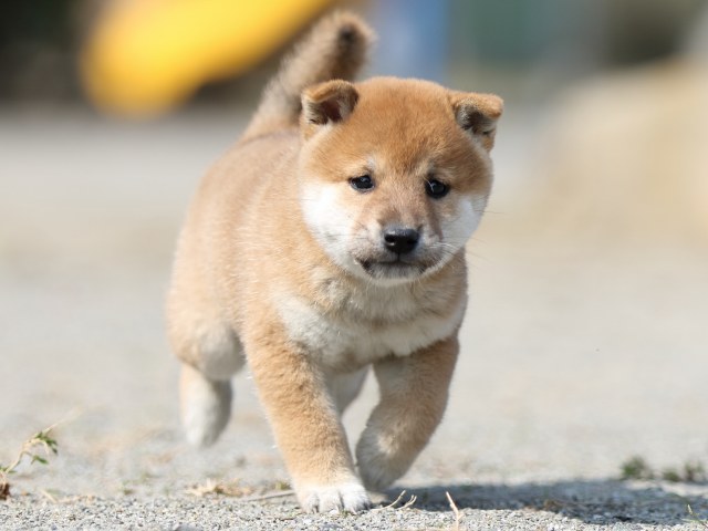 FP5A3146-puupy-shibainu FP5A3146-puupy-shibainu