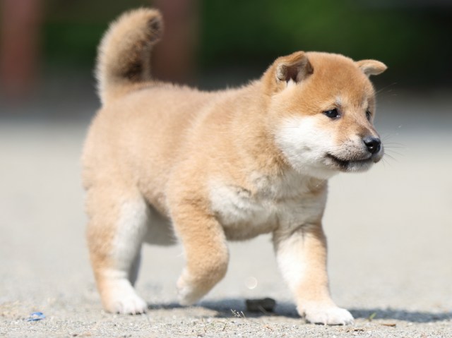 FP5A3181-puupy-shibainu FP5A3181-puupy-shibainu