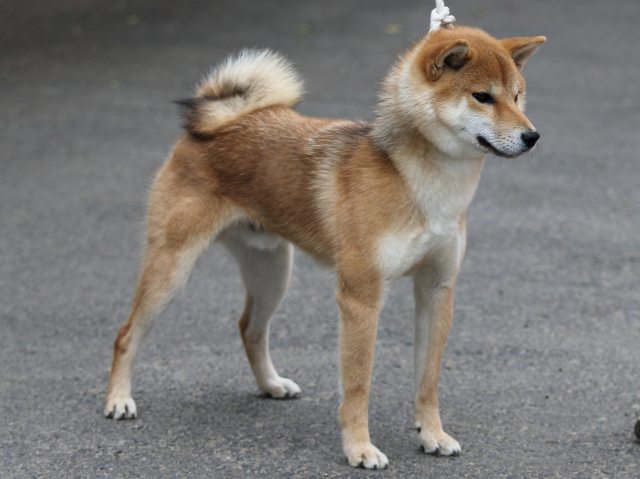 FP5A3227-puupy-shibainu FP5A3227-puupy-shibainu