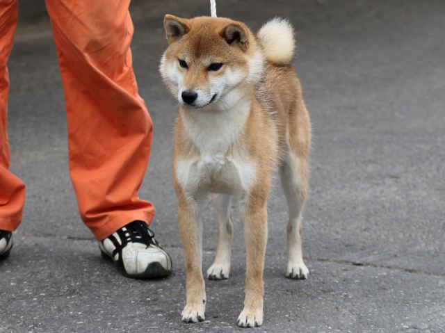 FP5A3229-puupy-shibainu FP5A3229-puupy-shibainu
