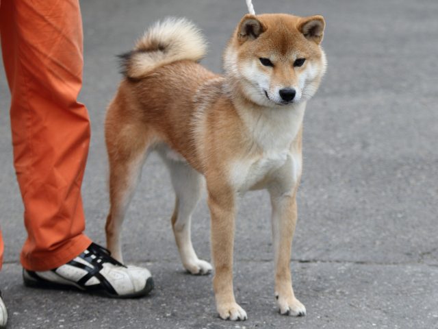 FP5A3241-puupy-shibainu FP5A3241-puupy-shibainu