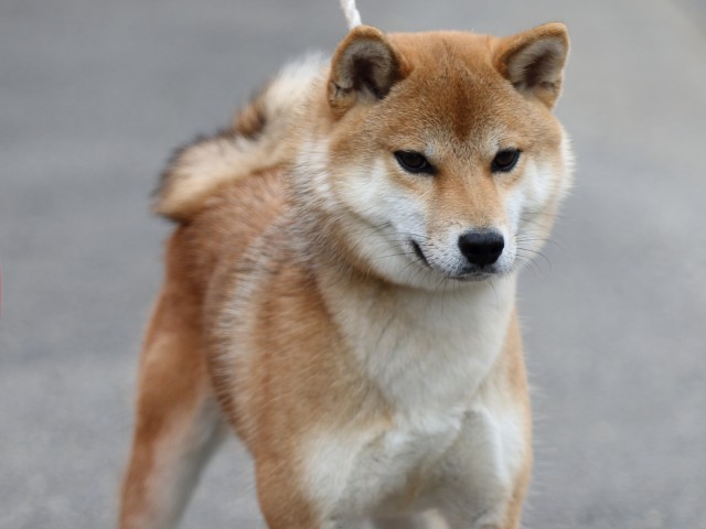 FP5A3250-puupy-shibainu FP5A3250-puupy-shibainu