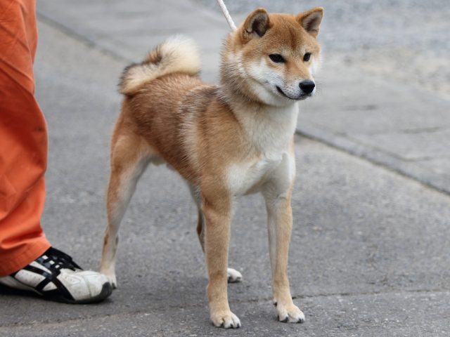 FP5A3258-puupy-shibainu FP5A3258-puupy-shibainu