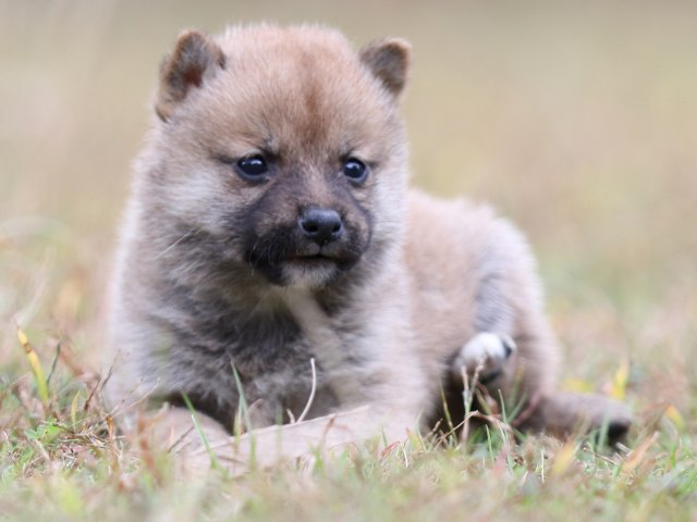 FP5A3365-puupy-shibainu FP5A3365-puupy-shibainu