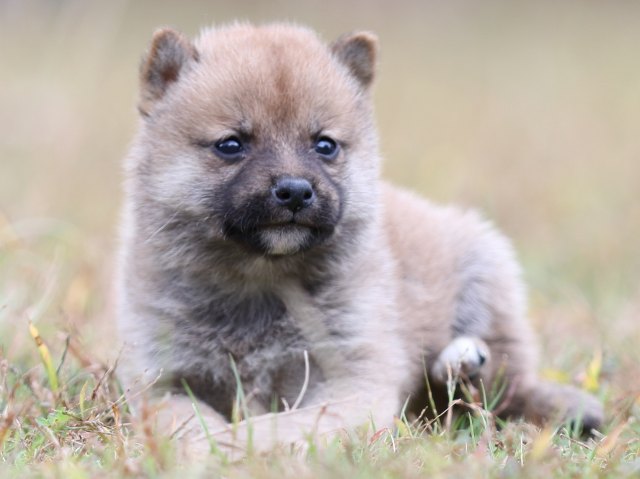 FP5A3373-puupy-shibainu FP5A3373-puupy-shibainu