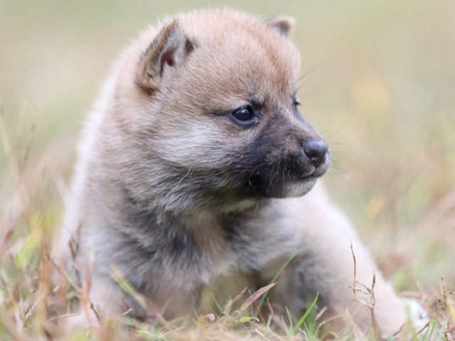 FP5A3374-puupy-shibainu FP5A3374-puupy-shibainu