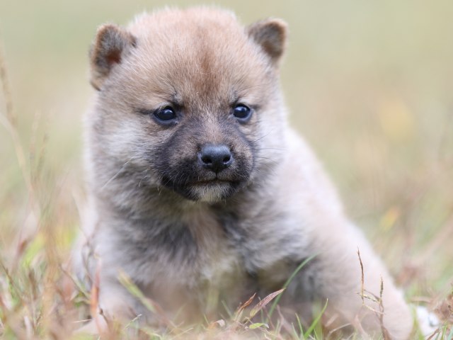 FP5A3380-puupy-shibainu FP5A3380-puupy-shibainu