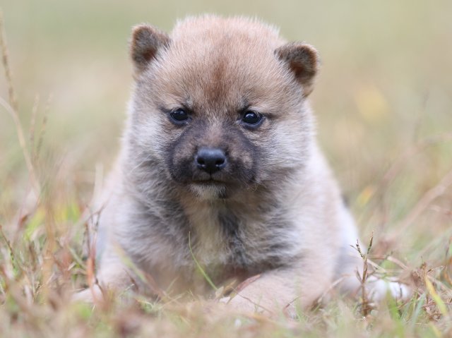 FP5A3386-puupy-shibainu FP5A3386-puupy-shibainu