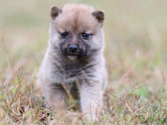 FP5A3392-puupy-shibainu FP5A3392-puupy-shibainu