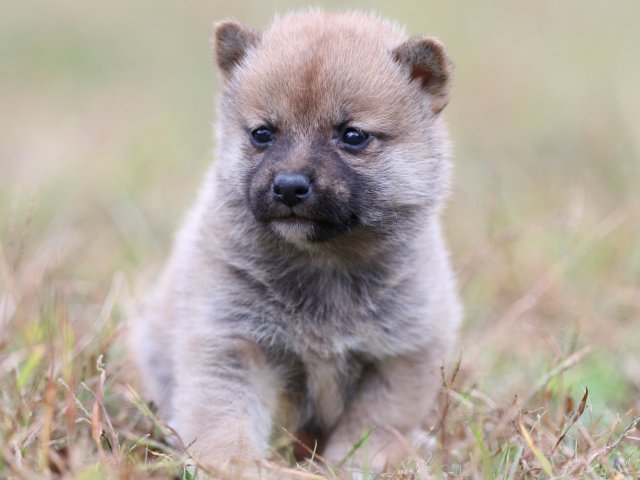 FP5A3395-puupy-shibainu FP5A3395-puupy-shibainu