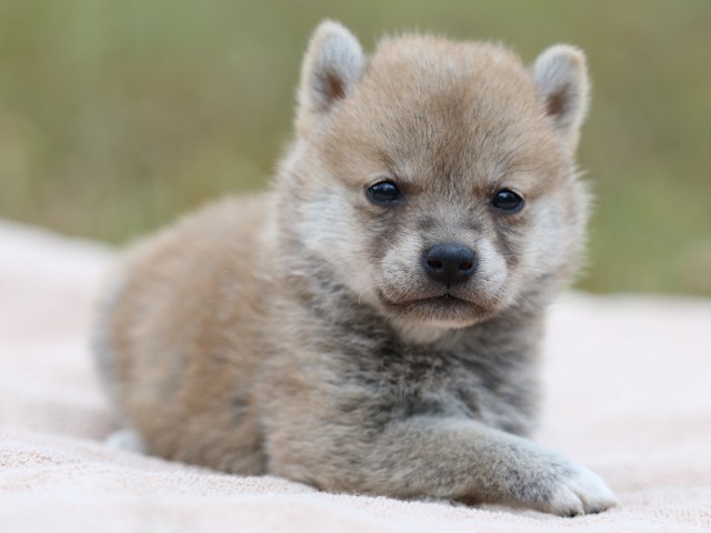 FP5A3420-puupy-shibainu FP5A3420-puupy-shibainu