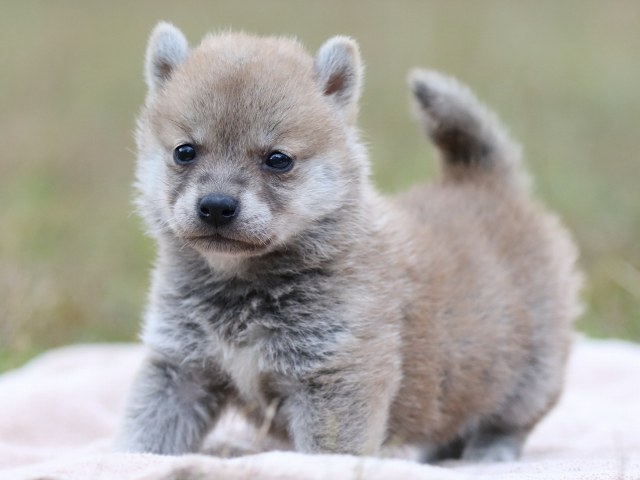 FP5A3459-puupy-shibainu FP5A3459-puupy-shibainu