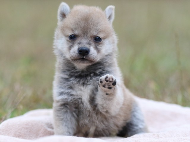 FP5A3476-puupy-shibainu FP5A3476-puupy-shibainu