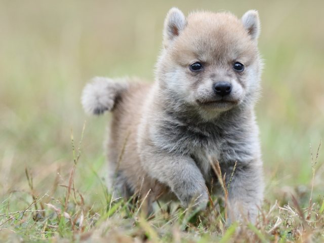 FP5A3512-puupy-shibainu FP5A3512-puupy-shibainu