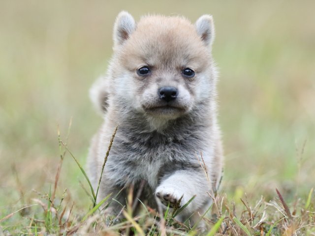 FP5A3514-puupy-shibainu FP5A3514-puupy-shibainu