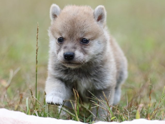 FP5A3522-puupy-shibainu FP5A3522-puupy-shibainu