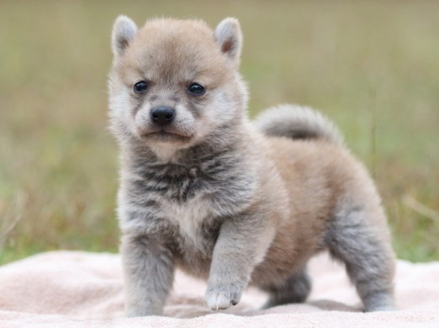 FP5A3526-puupy-shibainu FP5A3526-puupy-shibainu