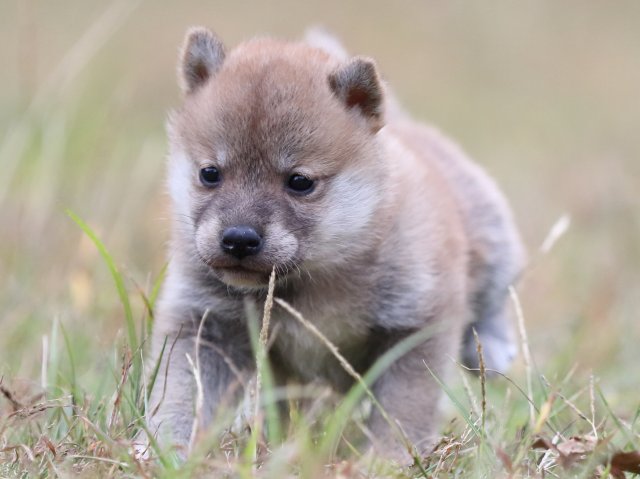 FP5A3575-puupy-shibainu FP5A3575-puupy-shibainu