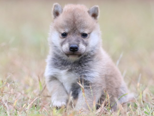 FP5A3594-puupy-shibainu FP5A3594-puupy-shibainu