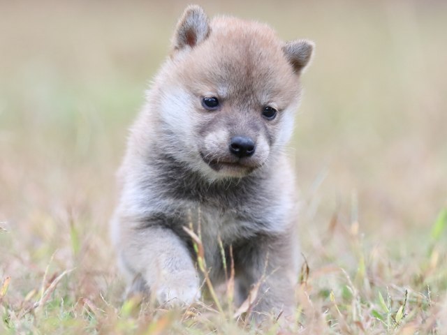 FP5A3602-puupy-shibainu FP5A3602-puupy-shibainu