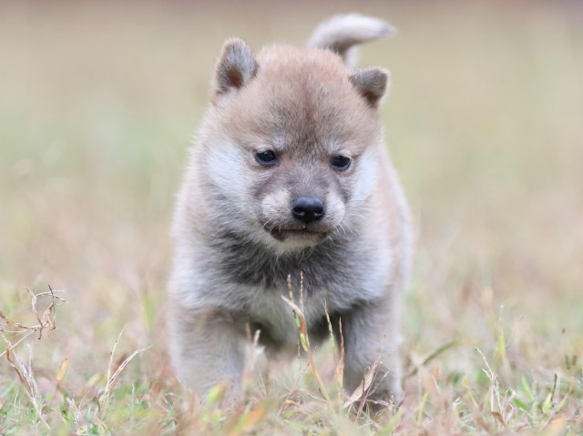FP5A3603-puupy-shibainu FP5A3603-puupy-shibainu