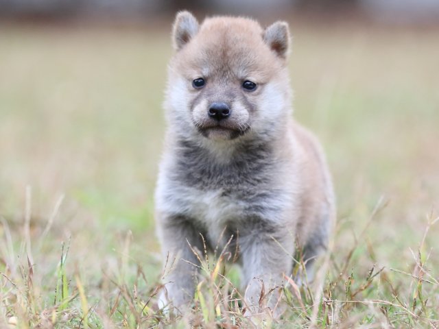 FP5A3621-puupy-shibainu FP5A3621-puupy-shibainu