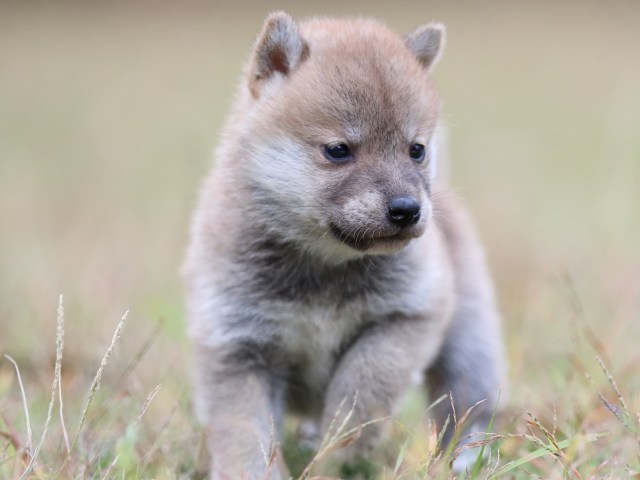 FP5A3628-puupy-shibainu FP5A3628-puupy-shibainu