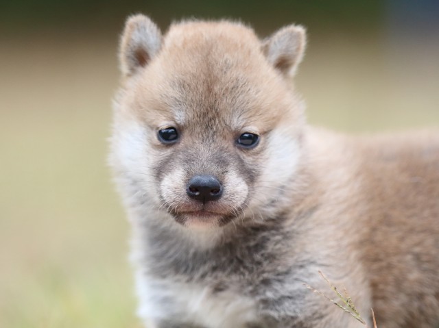 FP5A3730-puupy-shibainu FP5A3730-puupy-shibainu