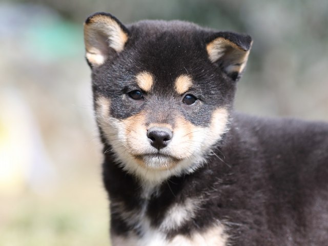 FP5A3788-puupy-shibainu FP5A3788-puupy-shibainu