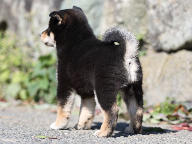 FP5A3898-puupy-shibainu FP5A3898-puupy-shibainu