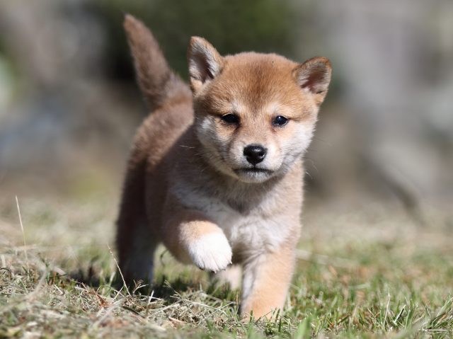FP5A3997-puupy-shibainu FP5A3997-puupy-shibainu