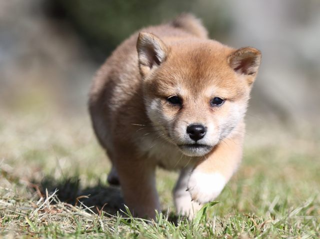 FP5A3999-puupy-shibainu FP5A3999-puupy-shibainu