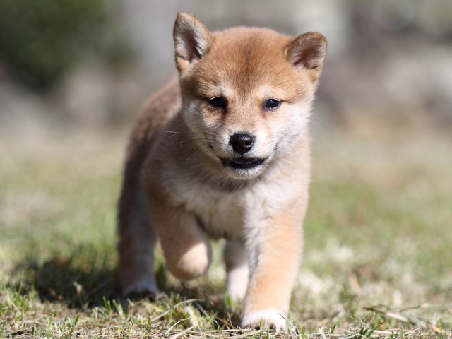 FP5A4005-puupy-shibainu FP5A4005-puupy-shibainu