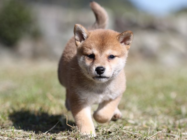 FP5A4007-puupy-shibainu FP5A4007-puupy-shibainu