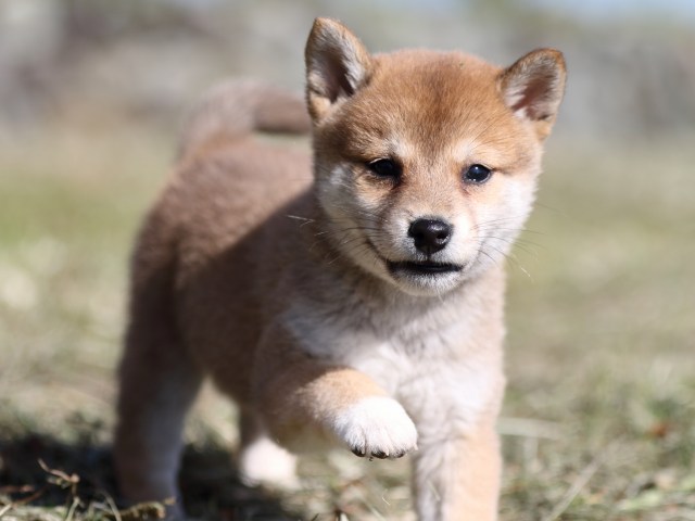 FP5A4012-puupy-shibainu FP5A4012-puupy-shibainu