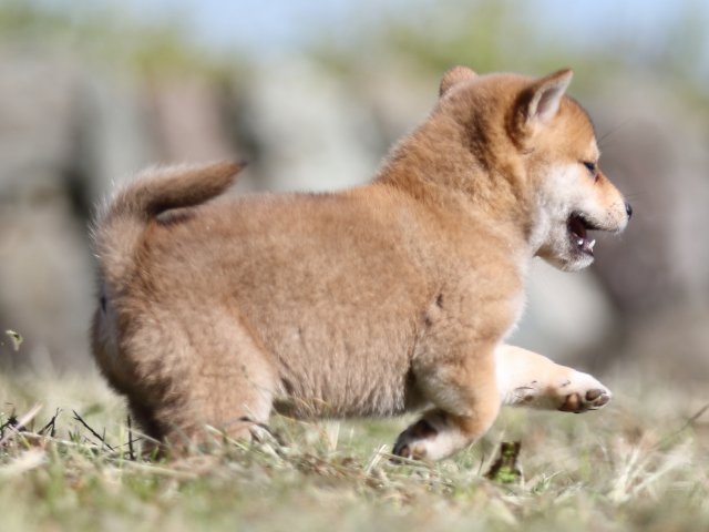 FP5A4055-puupy-shibainu FP5A4055-puupy-shibainu