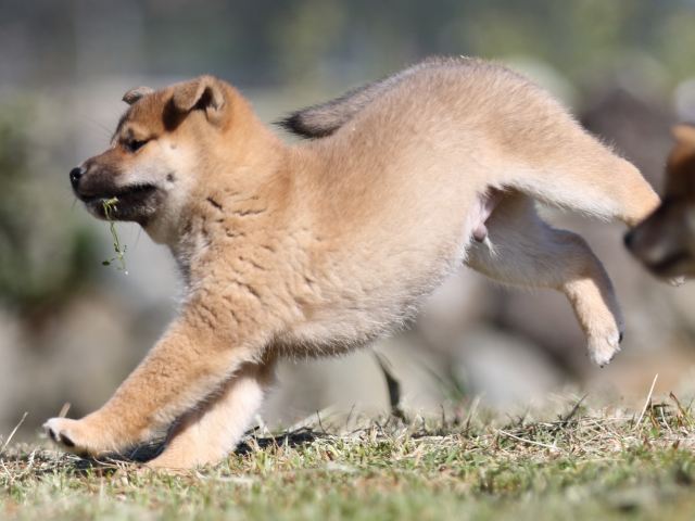 FP5A4092-puupy-shibainu FP5A4092-puupy-shibainu