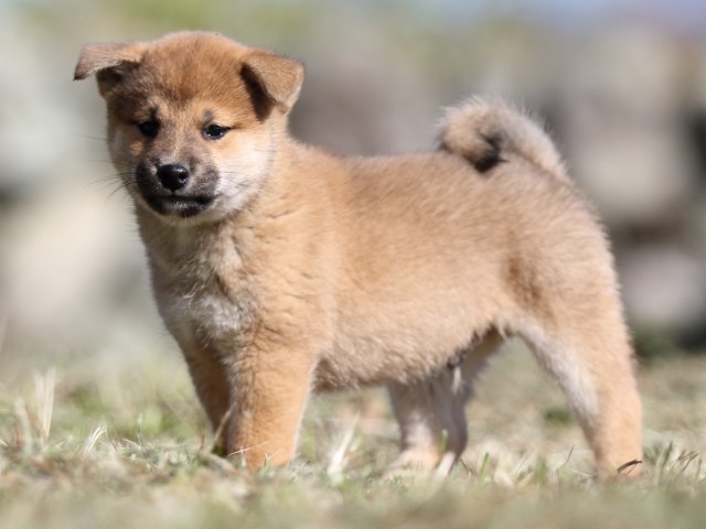 FP5A4105-puupy-shibainu FP5A4105-puupy-shibainu